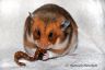 Hamsterhuette´s Trick